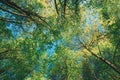 Sunny Canopy Of Tall Trees. Sunlight In Deciduous Forest, Summer Nature. Upper Branches Of Maple Tree. Low Angle View. Royalty Free Stock Photo