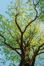 Sunny Canopy Of Tall Trees. Sunlight In Deciduous Forest, Summer Nature. Upper Branches Of Tree. Low Angle View. Royalty Free Stock Photo