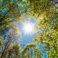 Sunny Canopy Of Tall Trees. Sunlight In Deciduous Forest, Summer Nature. Upper Branches Of Tree. Low Angle View. Royalty Free Stock Photo