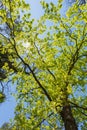 Sunny Canopy Of Tall Trees. Sunlight In Deciduous Forest, Summer Nature. Upper Branches Of Tree. Low Angle View. Royalty Free Stock Photo