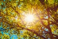 Sunny Canopy Of Tall Trees. Sunlight In Deciduous Forest, Summer Nature. Upper Branches Of Tree. Low Angle View. Royalty Free Stock Photo