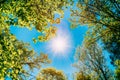 Sunny Canopy Of Tall Trees. Sunlight In Deciduous Forest, Summer Royalty Free Stock Photo