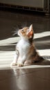 Sunny cat small Royalty Free Stock Photo