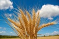 Sunny Cereal Grains Royalty Free Stock Photo