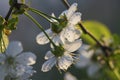 Sunny cherry's bloom Royalty Free Stock Photo