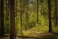 Sunny clearing in the forest on a summer day Royalty Free Stock Photo