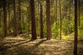 Sunny clearing in the forest on a summer day Royalty Free Stock Photo