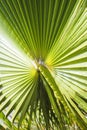 Sunny close-up on a branch of a palm tree