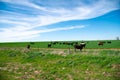 Sunny cloud blue sky over large free ranch grass fed cattle cows farm with diverse group brown, charolais, black Angus cattle cows Royalty Free Stock Photo