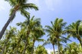 Lush coconut trees in the park