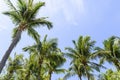 Lush coconut trees in the park