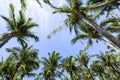 Lush coconut trees in the park