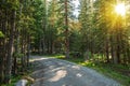 Sunny Colorado Forest Road Royalty Free Stock Photo