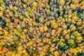 Sunny colorful autumn forest as a nature background. Drone aerial view Royalty Free Stock Photo