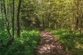 Bright Sunny summer road in the middle of forest