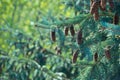 Fresh green branches and cones of fir tree against the backdrop of the sunny forest Royalty Free Stock Photo