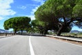 Sunny Corsica road lined with umbrella pines