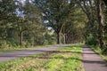 Sunny Country Road Flanked by Oak Trees Royalty Free Stock Photo