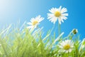 Sunny Daisies in Grass with Blue Sky - Close-up Royalty Free Stock Photo