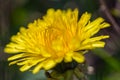 Sunny dandelion in the meadow