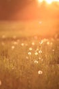 Sunny dandelion field in spring