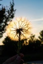 Sunny dandelion in the hands