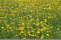 Sunny dandelion lawn