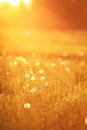 Sunny dandelion meadow in spring