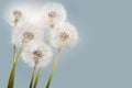 Sunny dandelions Royalty Free Stock Photo