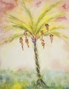 Sunny dates palm tree. Royalty Free Stock Photo