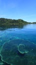 Sunny day above the surface of coral reef of raja ampat, transparent water, algae and corals