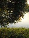 Semi-closed dandelion flowers under a willow bush against a lake