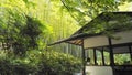 Sunny day in arashiyama bamboo grove, kyoto, japan Royalty Free Stock Photo