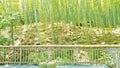 Sunny day in arashiyama bamboo grove, kyoto, japan