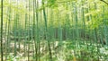 Sunny day in arashiyama bamboo grove, kyoto, japan Royalty Free Stock Photo