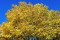 Golden ash foliage on a sunny day in autumn Royalty Free Stock Photo