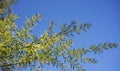 Sunny day background Australian wattle Royalty Free Stock Photo