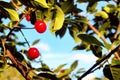 on a sunny day on a background of sky cherry branches of leaves with ripe berries and free space Royalty Free Stock Photo