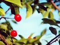 on a sunny day on a background of sky cherry branches of leaves with ripe berries and free space Royalty Free Stock Photo