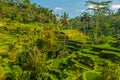 Sunny day in Bali ricefield clear sky with small clouds