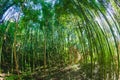 in a sunny day in a bamboo forest Royalty Free Stock Photo