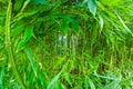 in a sunny day in a bamboo forest Royalty Free Stock Photo