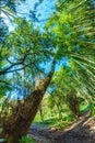 in a sunny day in a bamboo forest Royalty Free Stock Photo
