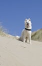 Swiss White Shepard in the dunes Royalty Free Stock Photo