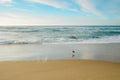 Sunny day on the beach. Wide sandy beach, beautiful blue sea, seagull, and cloudy sky Royalty Free Stock Photo