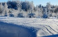 Many tracks of forest animals in the meadow near the forest