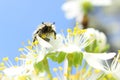 On a sunny day the bee drinks nectar Royalty Free Stock Photo