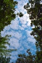 Sunny day blue sky with scattered white partly clouds with the frame of forest tree branches and leaves Royalty Free Stock Photo