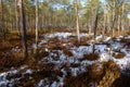Sunny day in boggy pine forest in April