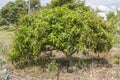 Julie Mango Tree With Blossoms And Fruits